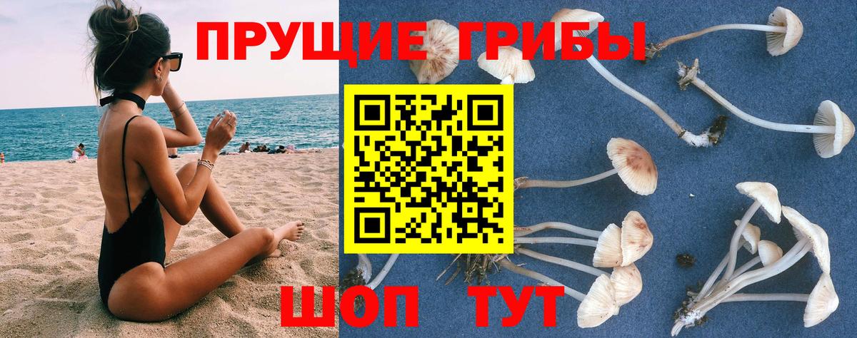 Кемерово  Псилоцибиновые грибы Psilocybe  Вход с VPN 